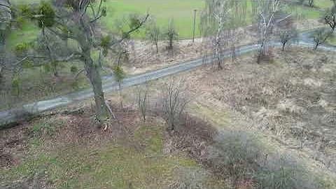 Drone filming/lime tree infested with mistletoe/Misteln befallene Lindenbaum