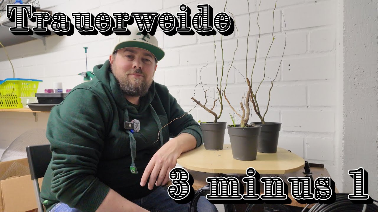 Meine Trauerweiden/Salix aus Stöcken gezogen. Wie Überleben willig sind sie?  Bonsai 13/2025