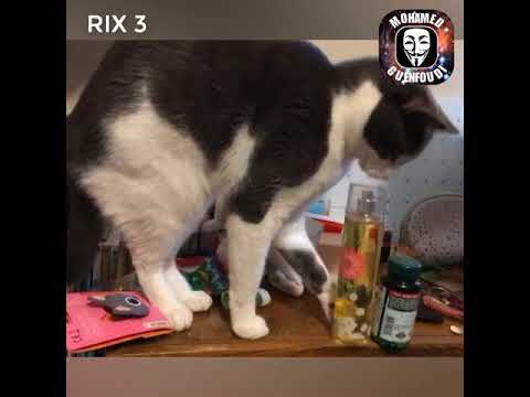 these-cats-are-so-funny-🤣-😂---rix-3