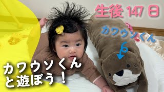 【生後147日】カワウソくんと遊ぼう！otoの成長記録 by oto diary 369 views 3 months ago 1 minute, 22 seconds