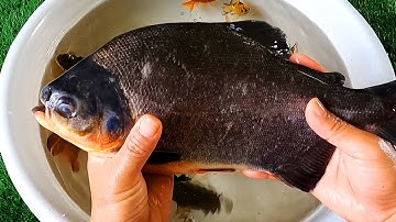 Động vật dễ thương, cá chim, cá chép koi, cá nheo, cá trê đồng, cá rô - Các loại cá quen thuộc