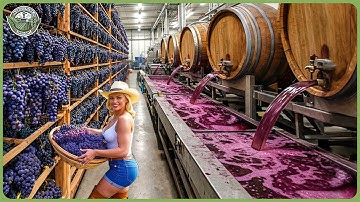 How Wine Is Made - Incredible Million Tons of Grape Factory Process