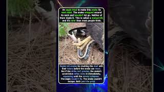 Eagle And Snake That Killed Each Other