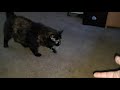 Cat plays fetch for the first time ❤😊