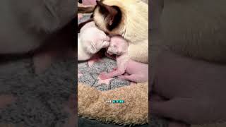 Yo, Watch This Mama Cat Feed Her Tiny Babies 🐾 Pure Natural Love   #catvideo #kitten #cutecats