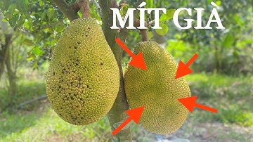 Nhận biết mít RUỘT ĐỎ GIÀ khi trùm bằng bao gạo || How to identify old jackfruit
