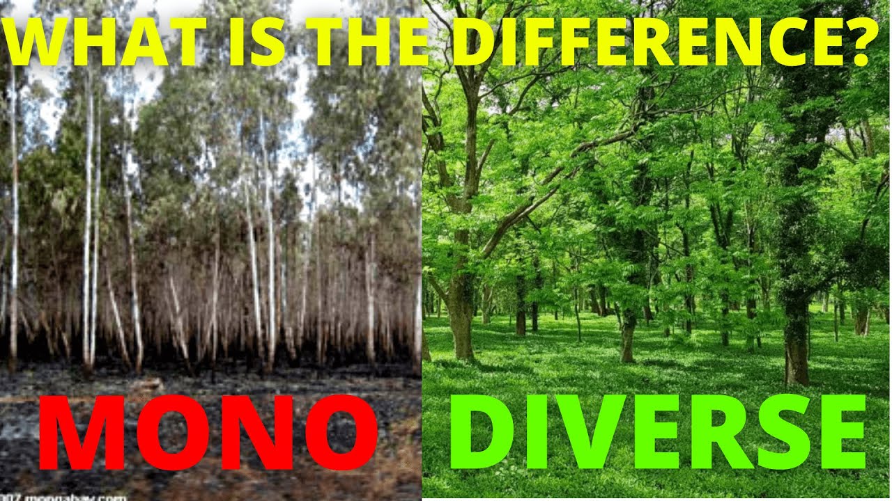 MONOCULTURE VS BIODIVERSITY Monoculture And It's Effects