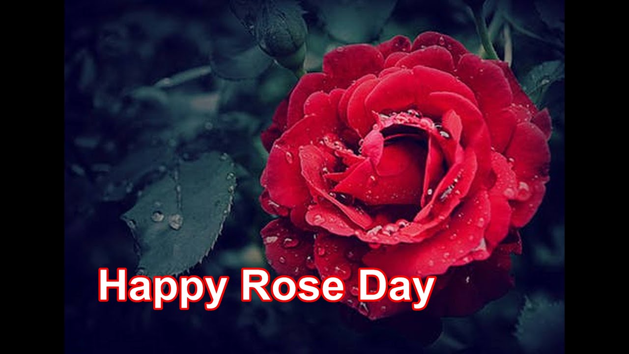 Rose Day Shayari Status Happy Rose Day Whatsapp Status Video YouTube