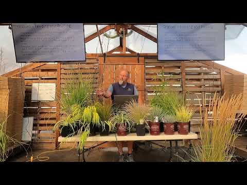 Vídeo: Maiden Grass 'Gracillimus' Care: aprèn a fer créixer Gracillimus Maiden Grass