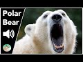 Polar bear  sounds