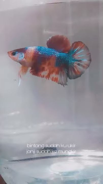 Story wa ikan cupang