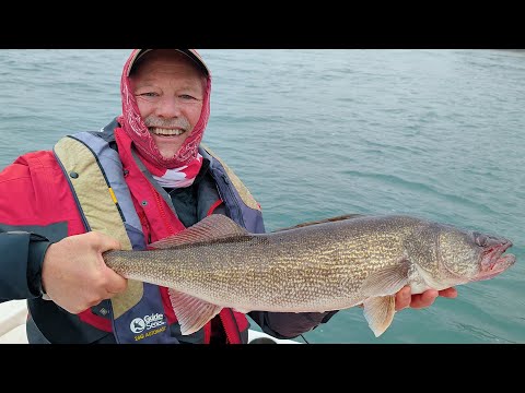 Aggressive bite walleye fishing