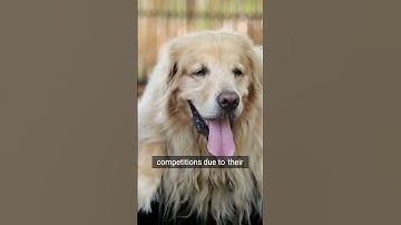 Meet the Agility Champions: Golden Retrievers in Action!