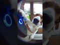 #unexpected Crazy ass Dog 🐕 Rings doorbell
