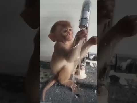 Suyu yakalamaya calısan maymun 😅