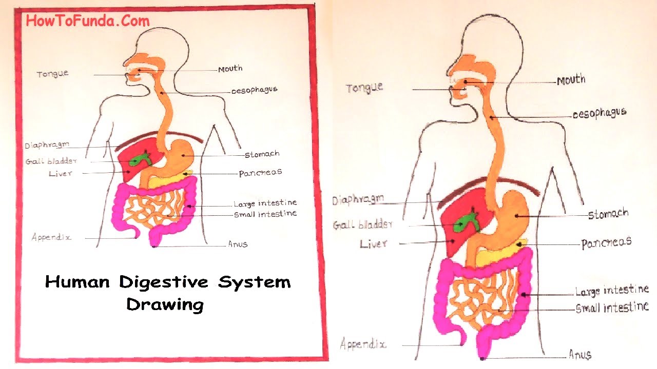 Digestive tract - child - Media Asset - NIDDK