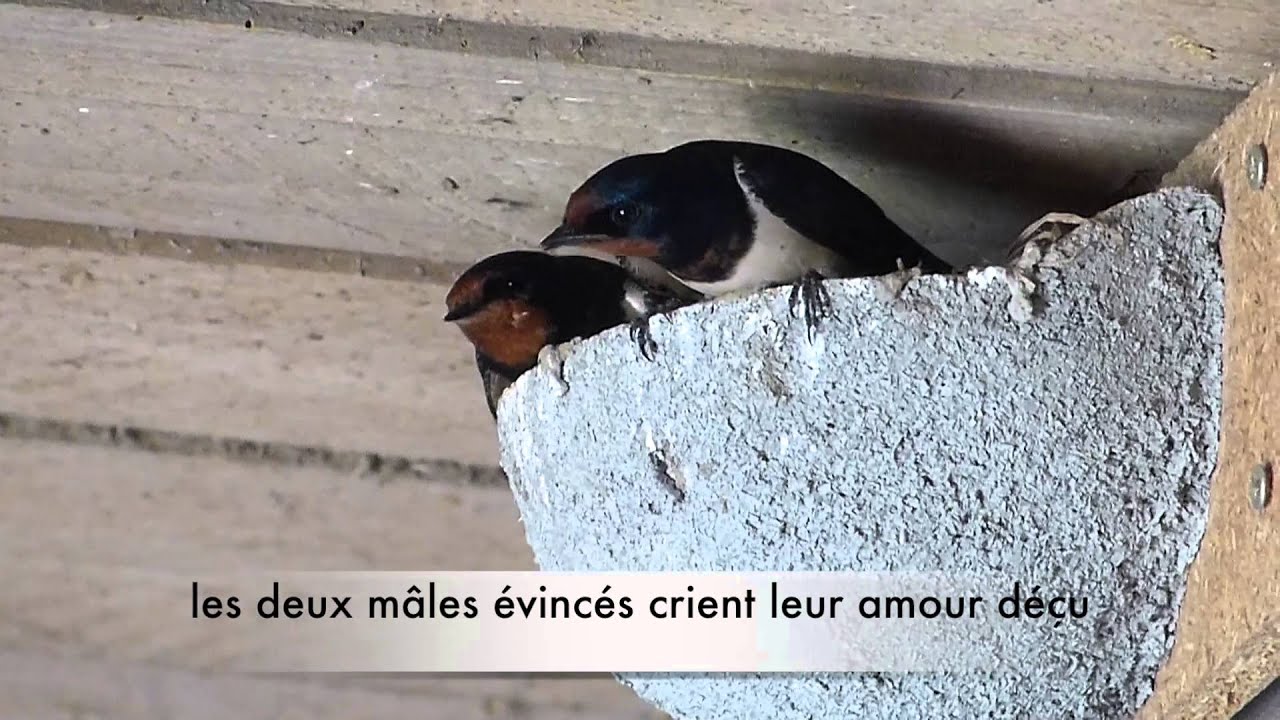 Hirondelle Rustique Taille Description Biotope Habitat Reproduction