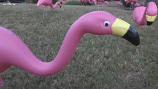 Flamingo flocks take over lawns for a good cause