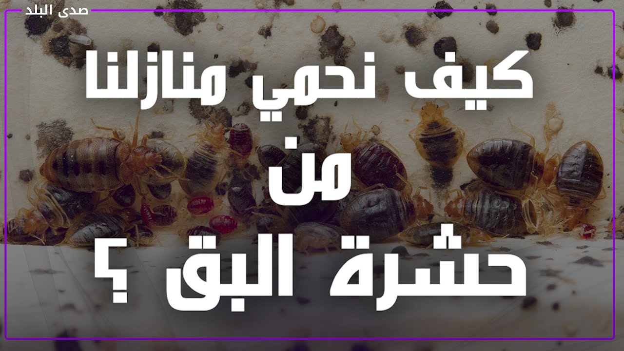 احذروا انتشار حشرة بق الفراش..تسبب أمراض خطيرة !