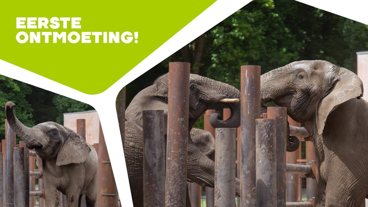 🐘 OLIFANTENSTIER YOGA ONTMOET ANDERE OLIFANTEN | Olifanten in Ouwehands Dierenpark