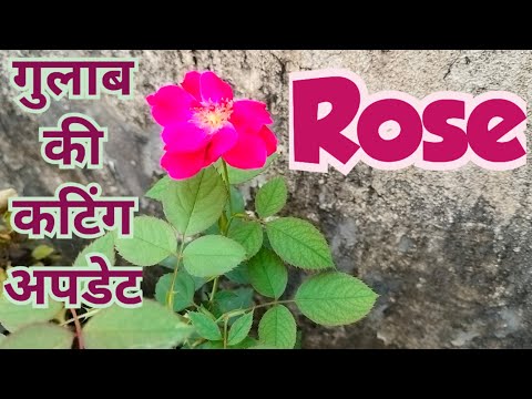 Rose plant ki cutting update🤗/आप भी आसानी से गुलाब की कटिंग लगा सकते है🥰#rose #gardening