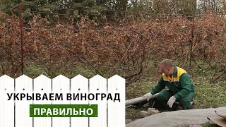 Как правильно укрыть виноград на зиму Как правильно укрыть виноград на зиму