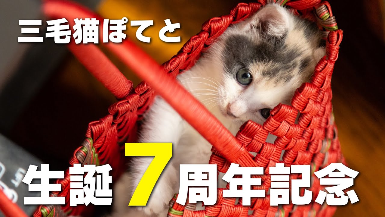 三毛猫ぽてと生誕7周年記念映像集