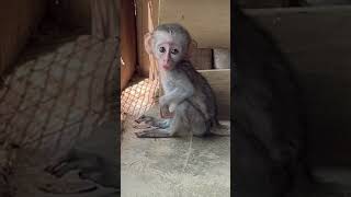 Baby Monkey Found After Mom Was Shot
