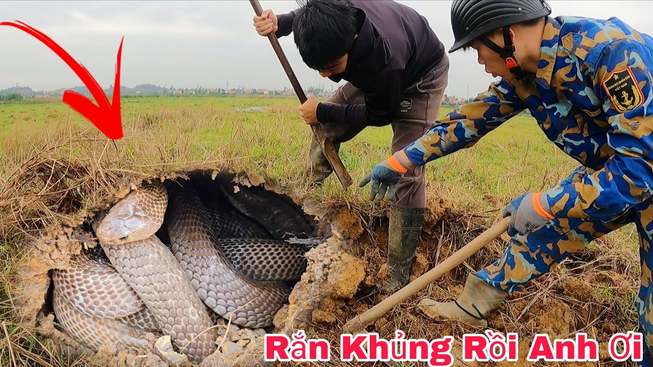 Срочный звонок от молодого человека, обнаружившего королевскую кобру весом 4 кг, греющуюся на сол...