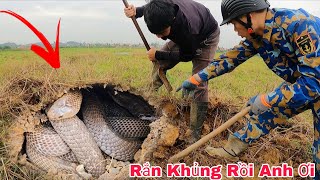 Cuộc Gọi Khẩn Cấp Của Nam Thanh Niên Phát Hiện 1 Con Rắn Hổ Mang 4kg Đang Phơi Nắng