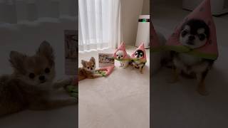 7月のペコリ♡ #チワワ #癒し #多頭飼い