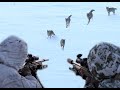 We killed them all  predator hunting suppressed v