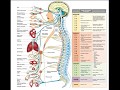 رقية لكل  الأمراض  إسمعها 3 مرات بإذن الله تشفى( سورة الرحمان شفاء لكل مرض)