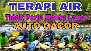 LANGSUNG GACOR TIDAK PERLU TUNGGU WAKTU LAMA, TERAPI AIR UNTUK SEMUA JENIS BURUNG MACET BUNYI 