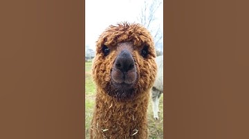 Alpaca is moving only his nose #shorts