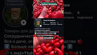 Хранение МОРКОВИ в земле! Долежит до следующего урожая!