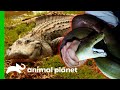 🔴 The Ultimate Reptile Encounters Compilation! | Animal Planet