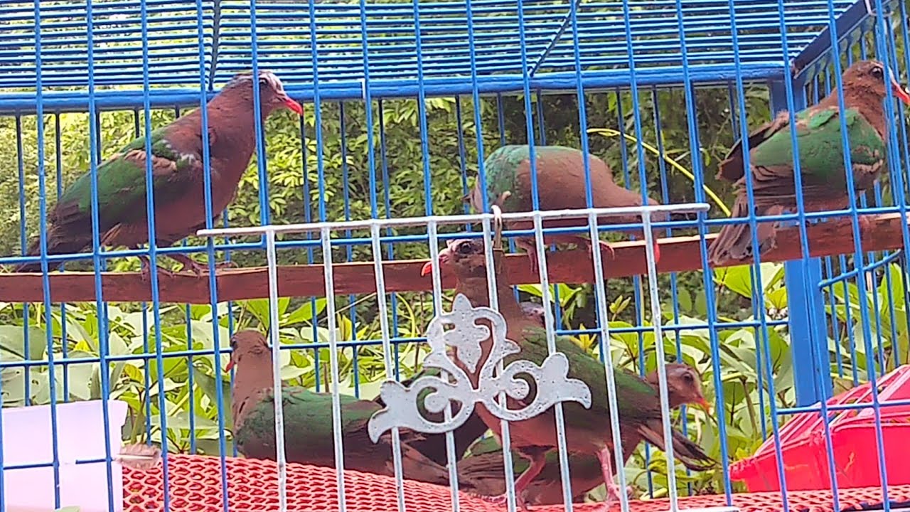 সবুজ ঘুঘু গুলো সুস্থ আছে,নতুন এভিয়ারীর কাজ চলছে।#emeralddove