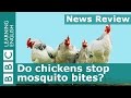 BBC News Review: Do chickens stop mosquito bites?