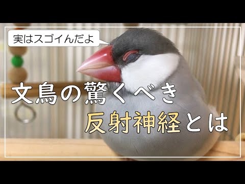 【ビックリな新発見】文鳥のスゴイ身体能力とは！？　文鳥よもぎ　癒し動物　面白い動物