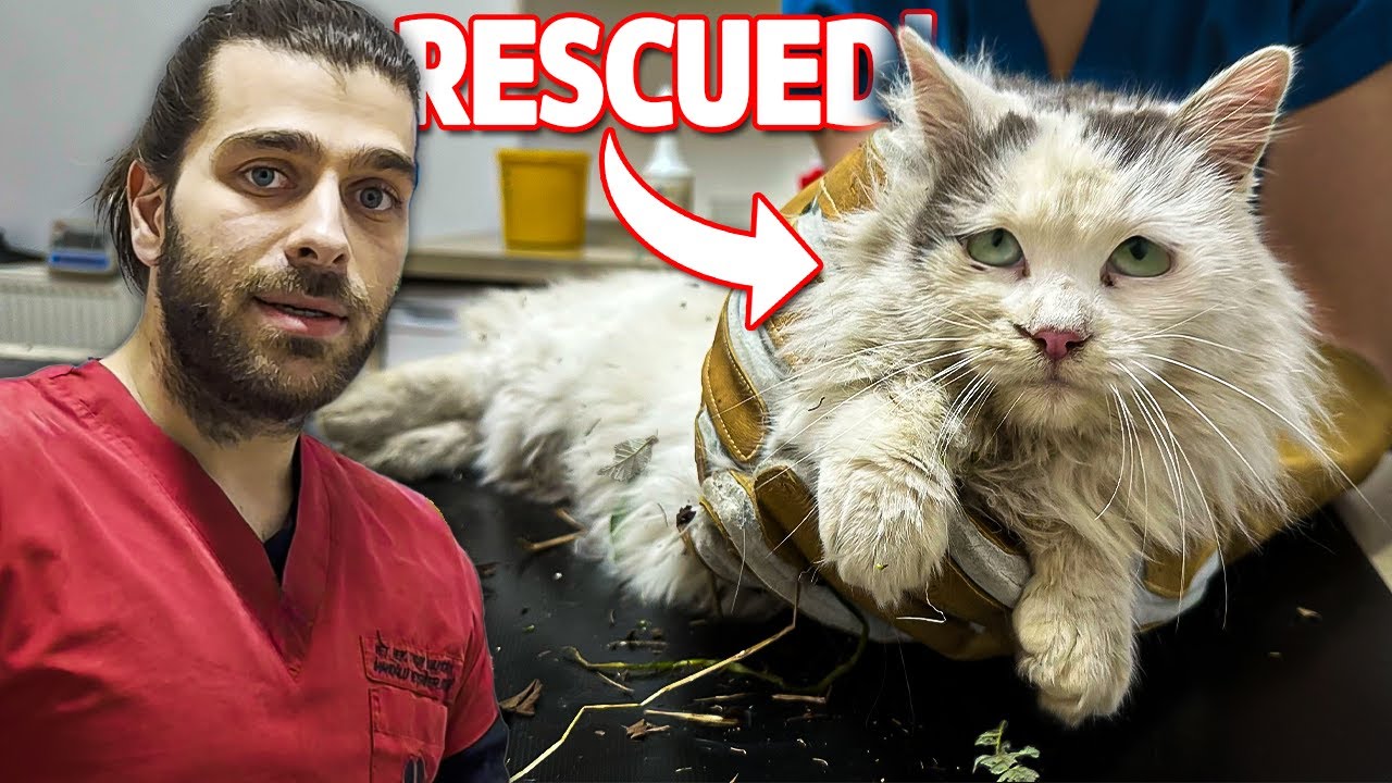 Спасение кота со сломанным бедром! (На бедного котенка напали!)