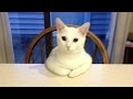 Crazy funny CATS that will make you FAIL THIS LAUGH CHALLENGE