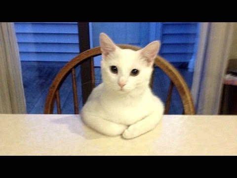 Image result for funny cats