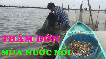 Thăm dớn (giến) bắt cá mùa nước nổi nhặt cá mỏi tay | Catch fish in flood season