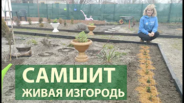 Как сажать самшит в ряд