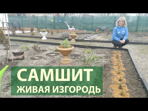 Видео: На каком расстоянии сажать самшит?