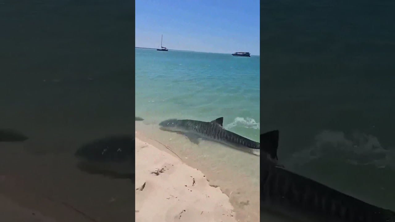 Акулы в Египте. Акулы красного моря. Акулы на курортах Египта #shorts #акула #египет #египет_хургада