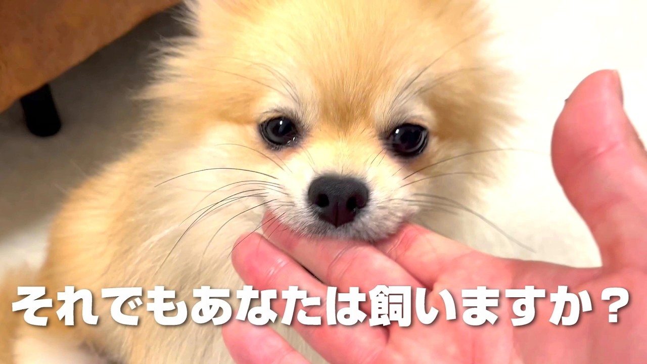 【覚悟必須】ワンちゃんと暮らして分かった“大変すぎる”14の現実