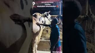 Mashallah #goru #cow