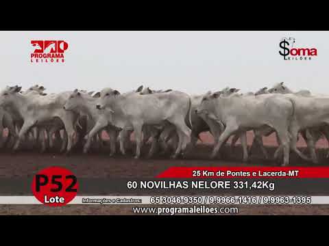 LOTE P52